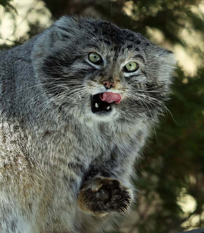  .   <a href="https://pikabu.ru/story/lyovushka_byil_i_takim_12528761?u=https%3A%2F%2Fwww.instagram.com%2Fp%2FC5V-34VPzqO%2F%3Figsh%3DMTJ3ZjB6eTl4MTFtMg%3D%3D&t=haru_manul%20inst&h=d314cb638a2a37b652c12257906f4a961f99b6b0" title="https://www.instagram.com/p/C5V-34VPzqO/?igsh=MTJ3ZjB6eTl4MTFtMg==" target="_blank" rel="nofollow noopener">haru_manul inst</a>