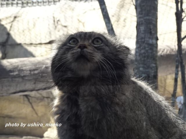  .   <a href="https://pikabu.ru/story/lyovushka_byil_i_takim_12528761?u=https%3A%2F%2Fx.com%2FUshiro_Maeko%2Fstatus%2F1904144193033052430&t=ushiro_maeko.%20%D0%A1%D0%B5%D1%82%D1%8C%20X&h=94e0650b1a5aa280de26207bcdc4fb38a36bbc9c" title="https://x.com/Ushiro_Maeko/status/1904144193033052430" target="_blank" rel="nofollow noopener">ushiro_maeko.  X</a>