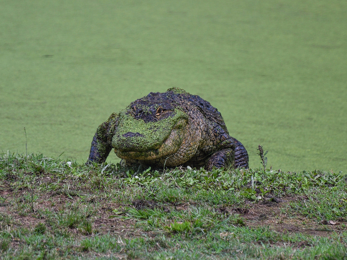    ,  , ,   ,    -       .            .