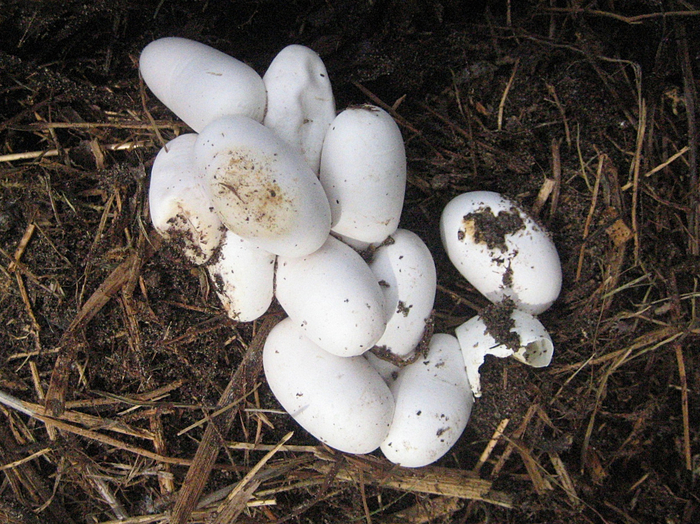         .    ,       .        . 