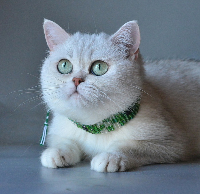 Британская серебристая шиншилла