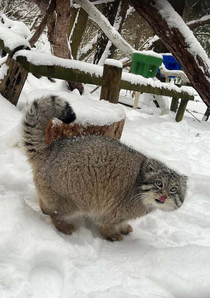 Флто взято из аккаунта зоопарка <a href="https://pikabu.ru/story/pozdravlyaem_12534610?u=https%3A%2F%2Fwww.instagram.com%2Fp%2FDEkaCtvoeA0%2F%3Figsh%3DMTBocWNpdDJheGY3NQ%3D%3D&t=%28Oglebaygoodzoo%29%20inst&h=9718d6471780e2470f86b9c780fe3413e46ed00a" title="https://www.instagram.com/p/DEkaCtvoeA0/?igsh=MTBocWNpdDJheGY3NQ==" target="_blank" rel="nofollow noopener">(Oglebaygoodzoo) inst</a>. Автор фото Courtney S.