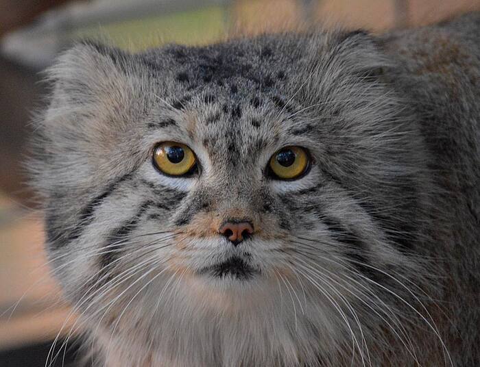 Автор фото <a href="https://pikabu.ru/story/pozdravlyaem_12534610?u=https%3A%2F%2Fwww.instagram.com%2Fp%2FBbF0RdEgrcc%2F%3Figsh%3DOGNkN3JlZmg4bWpn&t=laurs_wildphotography%20inst&h=6422a6501fd8c717340567645b40f61f9e8b9b1a" title="https://www.instagram.com/p/BbF0RdEgrcc/?igsh=OGNkN3JlZmg4bWpn" target="_blank" rel="nofollow noopener">laurs_wildphotography inst</a>