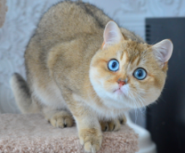 ����� ����� ����� - ���������� ������� � ��� � ���