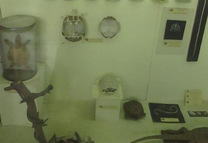 Чучело дальневосточной черепахи, обнаруженной в Чуйской долине, хранится в зоологическом музее Бишкека. Это лучшее фото, что есть в сети. Более четкого не нашёл.