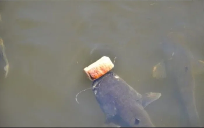 Зачем в 1986 году в пруд-охладитель Чернобыльской АЭС были выпущены сомы, что этим планировалось показать Сом, ЧАЭС, Охладитель, Рыба, Животные, Дикие животные, Чернобыль: Зона отчуждения, Яндекс Дзен, Яндекс Дзен (ссылка), Длиннопост, Пруд