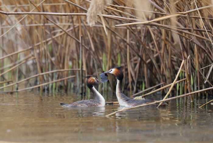 Листик в подарок
