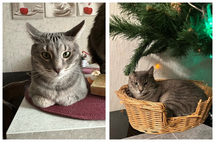 Котик Вейс стал домашним 03.01.2023 в возрасте 7 месяцев