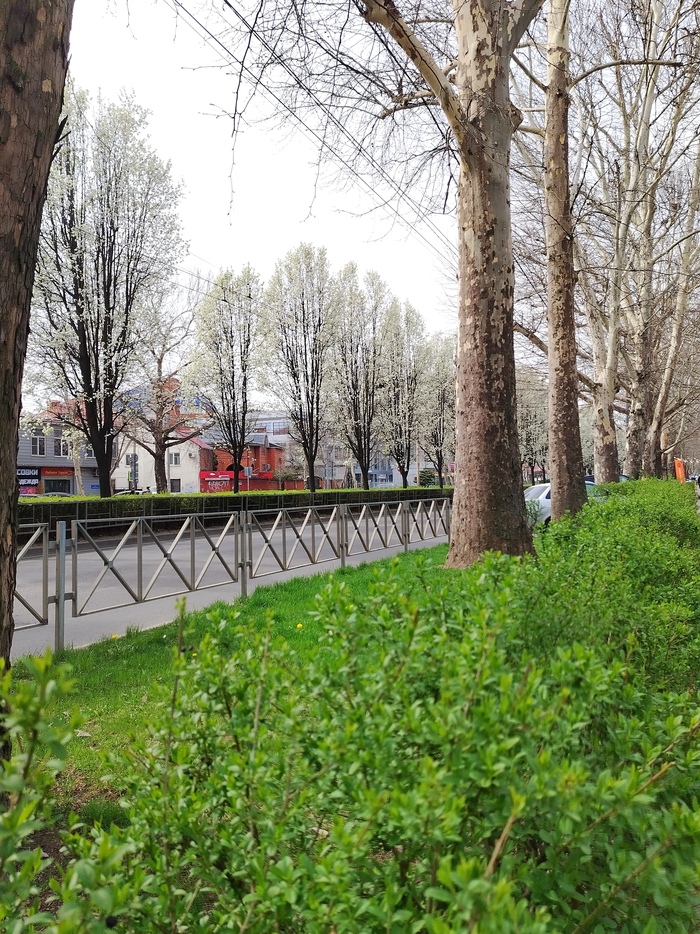 А в Краснодаре тем временем весна. 20 тепла и всё цветёт и пахнет!
