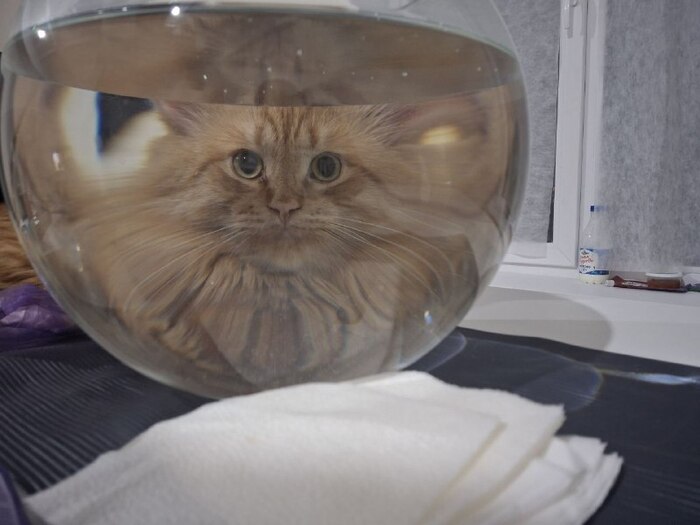 История незнакомой женщины