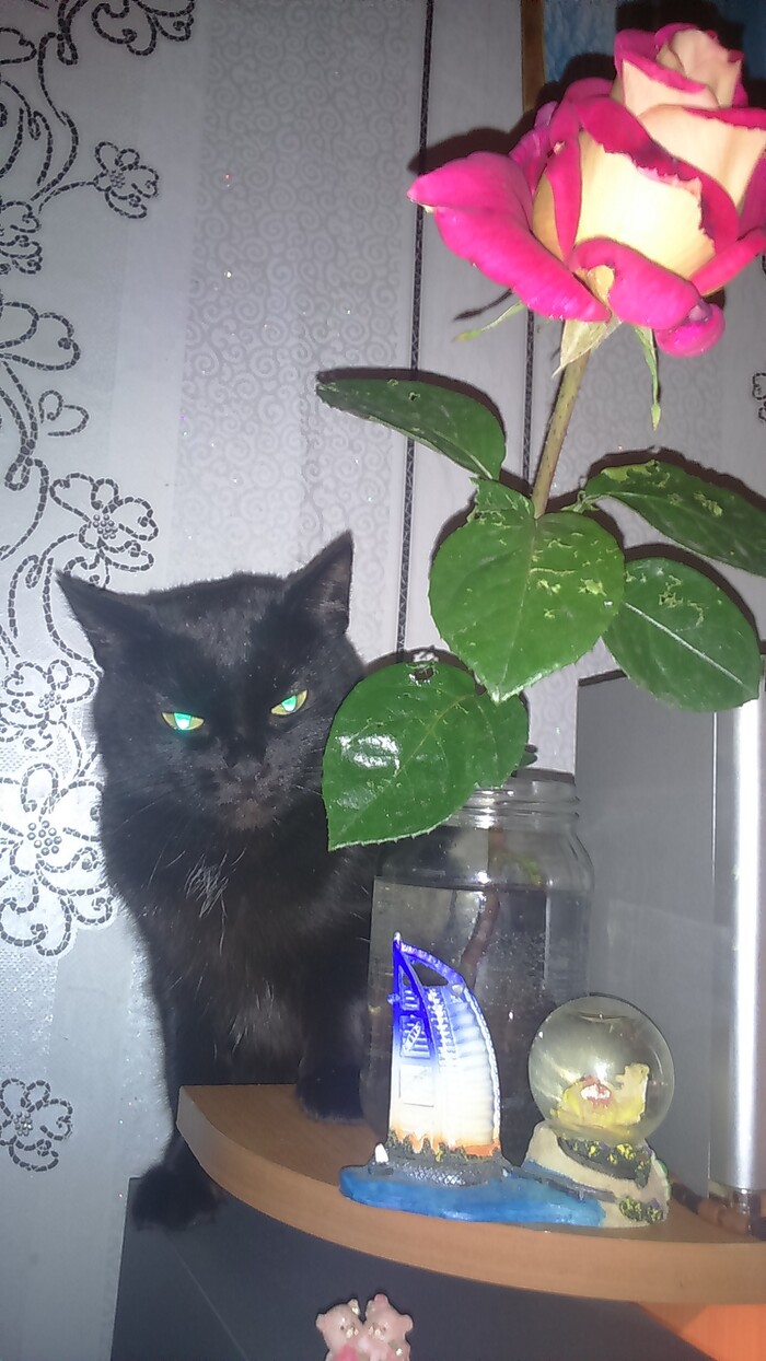 Ответ CAA76 в «Моя лучшая фотография кота»