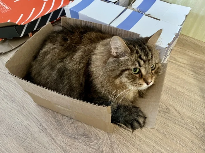 Коробки в этом мире нужны прежде всего, чтобы в них сидеть! Кот, Домашние животные, Длиннопост, Коробка, Фотография