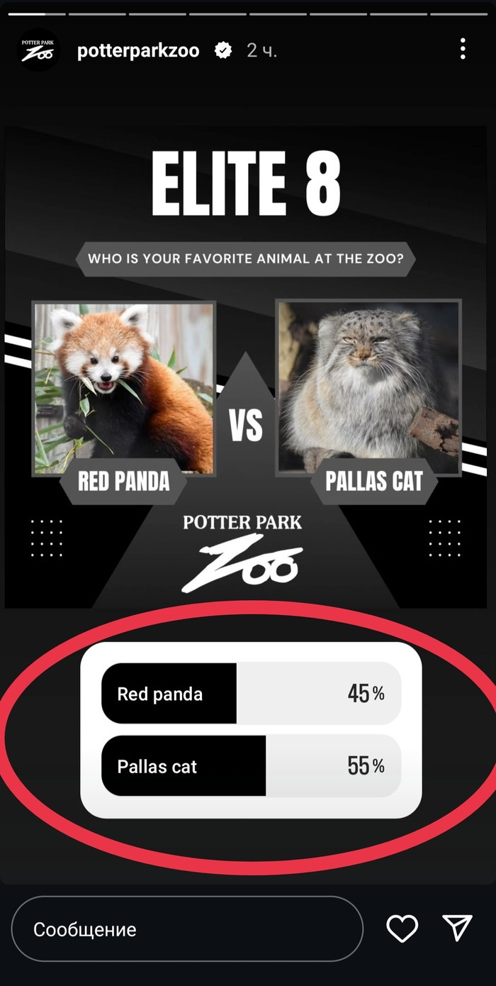 Скрин из голосовалки в Инстаграм