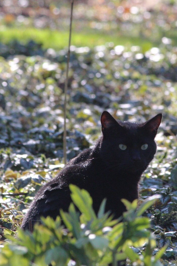 ��� ��������.