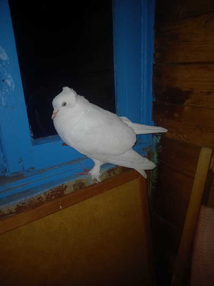 ��� �������...