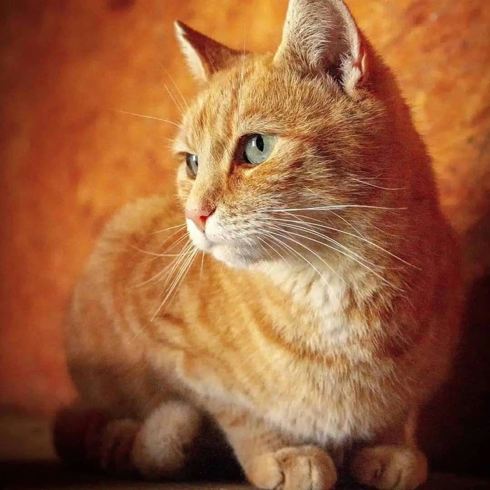 Роскошный рыжий кот