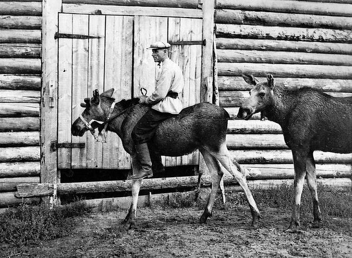 Е.П. Кнорре объезжает лосей. Фото с сайта Печоро-Илычского заповедника