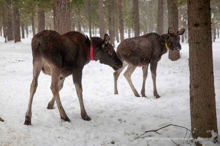 Сейчас в Коми белых лосей уже нет