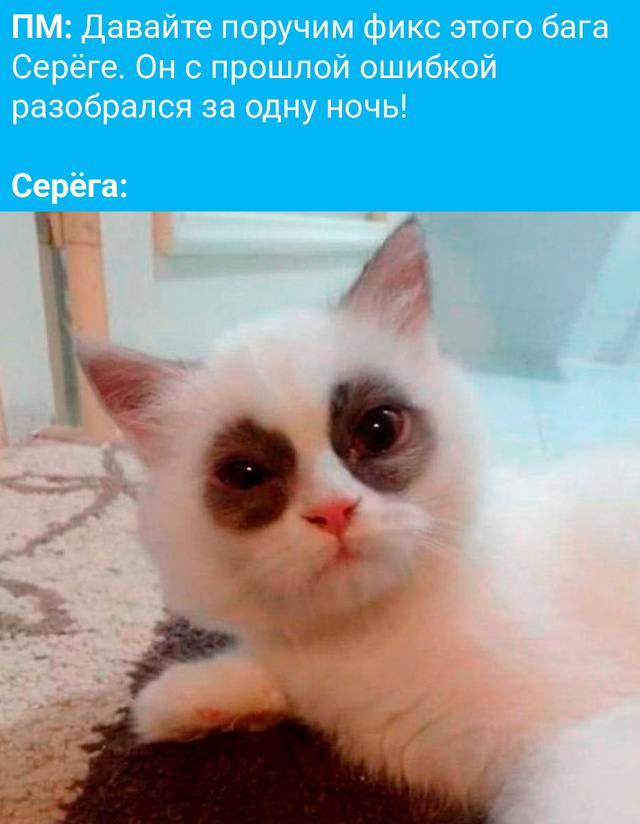 2    ,   , , IT , , , Telegram (), 