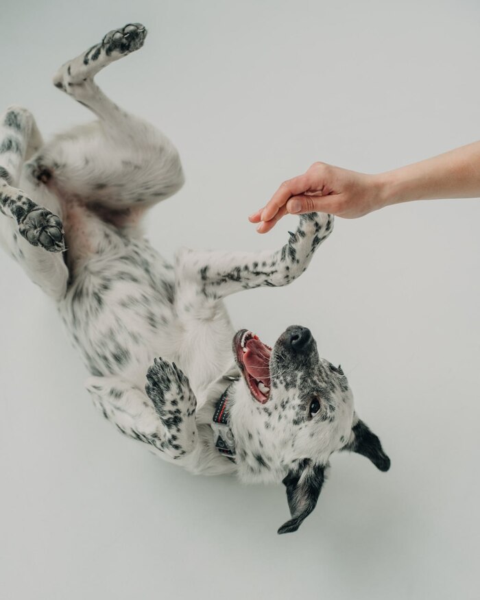 Особенный щенок очень хочет домой!