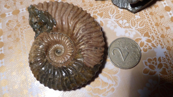 Фото <a href="https://pikabu.ru/story/istoriya_semeystv_ammonitov_deshayesitidae_i_parahoplitidae_chast_4_12564732?u=https%3A%2F%2Fwww.ammonit.ru%2Ffoto%2F16888.htm&t=%D0%B0%D0%BC%D0%BC%D0%BE%D0%BD%D0%B8%D1%82%20%D0%BD%D0%B8%D0%B6%20%D0%BC%D0%B5%D0%BB.&h=facaacdd0c5e904feed8665a13770589dca91d27" title="https://www.ammonit.ru/foto/16888.htm" target="_blank" rel="nofollow noopener">аммонит ниж мел.</a>, автор <a href="https://pikabu.ru/story/istoriya_semeystv_ammonitov_deshayesitidae_i_parahoplitidae_chast_4_12564732?u=https%3A%2F%2Fwww.ammonit.ru%2Fuser%2Fkurbanic.htm&t=kurbanic&h=6bb9a00f3586e581e7f6df1a39b85b675fe39750" title="https://www.ammonit.ru/user/kurbanic.htm" target="_blank" rel="nofollow noopener">kurbanic</a>