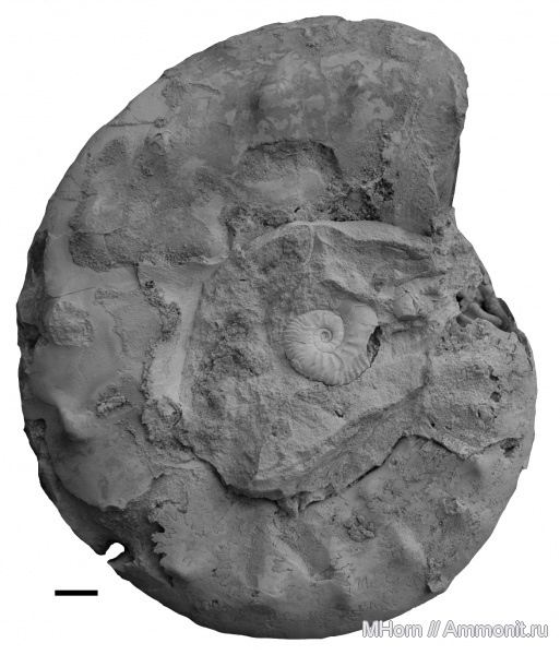 Фото <a href="https://pikabu.ru/story/istoriya_semeystv_ammonitov__aspidoceratidae_chast_5_12564771?u=https%3A%2F%2Fvk.com%2Faway.php%3Fto%3Dhttps%253A%252F%252Fwww.ammonit.ru%252Ffoto%252F23733.htm%26cc_key%3D&t=%D0%9C%D0%B8%D0%BA%D1%80%D0%BE%D0%BA%D0%BE%D0%BD%D1%85%20%D0%B8%20%D0%BC%D0%B0%D0%BA%D1%80%D0%BE%D0%BA%D0%BE%D0%BD%D1%85%20%28Aspidoceras%20cf.%20karpinskii%20%D0%B8%20Sutneria%20eumela%29&h=e8f8910808aefea8a48367713452adbff97e1831" title="https://vk.com/away.php?to=https%3A%2F%2Fwww.ammonit.ru%2Ffoto%2F23733.htm&cc_key=" target="_blank" rel="nofollow noopener">Микроконх и макроконх (Aspidoceras cf. karpinskii и Sutneria eumela)</a>, автор <a href="https://pikabu.ru/story/istoriya_semeystv_ammonitov__aspidoceratidae_chast_5_12564771?u=https%3A%2F%2Fvk.com%2Faway.php%3Fto%3Dhttps%253A%252F%252Fwww.ammonit.ru%252Fuser%252FMHorn.htm%26cc_key%3D&t=MHorn&h=fdbd2e9ead8469784671d16bed80c5d10e88c38d" title="https://vk.com/away.php?to=https%3A%2F%2Fwww.ammonit.ru%2Fuser%2FMHorn.htm&cc_key=" target="_blank" rel="nofollow noopener">MHorn</a>