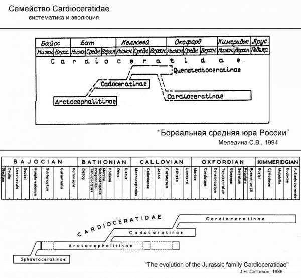   . Kosmoceratidae.  2 , , , , , , 