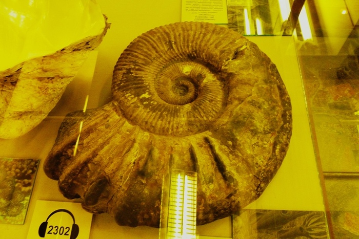 .  Ammonitoceras.  :  .  .  . 
