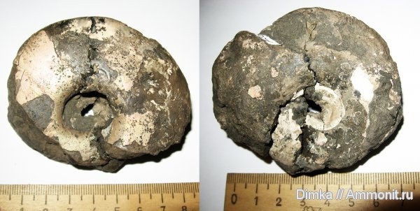  <a href="https://pikabu.ru/story/istoriya_ammonitov_aulacostephanidae_chast_3_12564689?u=https%3A%2F%2Fwww.ammonit.ru%2Ffoto%2F5890.htm&t=Vineta%20cf.%20jaekeli%20Dohm&h=97e371c1c8259623e3d0bfe832c6c5788ced7461" title="https://www.ammonit.ru/foto/5890.htm" target="_blank" rel="nofollow noopener">Vineta cf. jaekeli Dohm</a>,  <a href="https://pikabu.ru/story/istoriya_ammonitov_aulacostephanidae_chast_3_12564689?u=https%3A%2F%2Fwww.ammonit.ru%2Fuser%2FDimka.htm&t=Dimka&h=5989a9f2b2451f747d51520e670e7407cdf002eb" title="https://www.ammonit.ru/user/Dimka.htm" target="_blank" rel="nofollow noopener">Dimka</a>