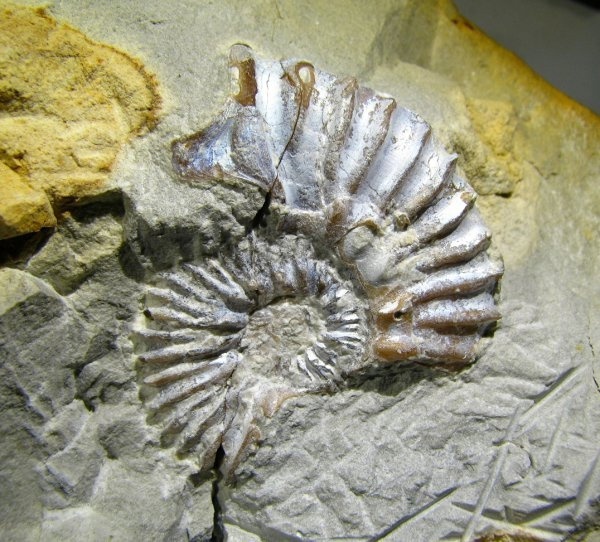  <a href="https://pikabu.ru/story/istoriya_ammonitov_aulacostephanidae_chast_3_12564689?u=https%3A%2F%2Fwww.ammonit.ru%2Ffoto%2F12273.htm&t=%D0%A3%D1%81%D1%82%D1%8C%D0%B5%20Aulacostephanus&h=d575369f5d17478b49dbc771478e8b1eef2536bd" title="https://www.ammonit.ru/foto/12273.htm" target="_blank" rel="nofollow noopener"> Aulacostephanus</a>,  <a href="https://pikabu.ru/story/istoriya_ammonitov_aulacostephanidae_chast_3_12564689?u=https%3A%2F%2Fwww.ammonit.ru%2Fuser%2FKach.htm&t=Kach&h=43362b2541bf1bbc227764b6cc367e9582990e49" title="https://www.ammonit.ru/user/Kach.htm" target="_blank" rel="nofollow noopener">Kach</a>