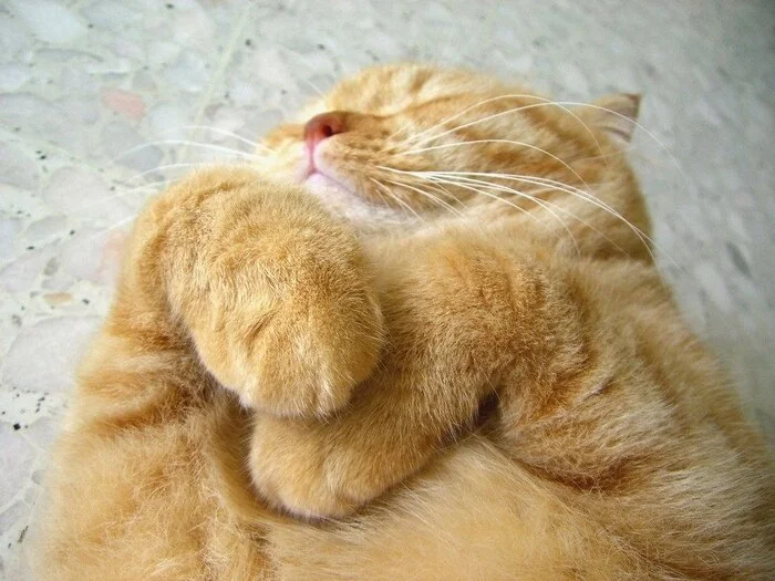 Пост про котика и про меня Кот, Милота, Творчество, Рассказ, Авторский рассказ, Мысли, Фотография, Искусство, Юмор, Позитив, Животные, Домашние животные, Смешные животные
