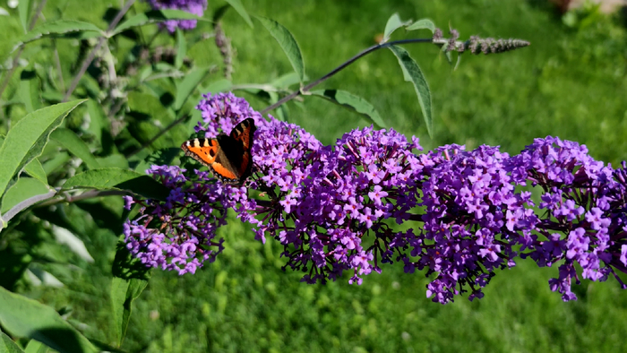 ������� ������ (Buddleja davidii)