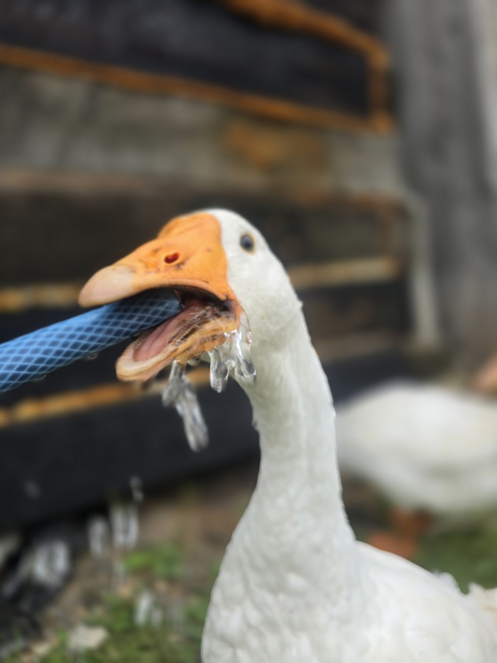           , ,   ,  , ,   , 