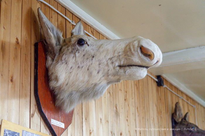 Голова белого лося в музее Печоро-Илычского заповедника