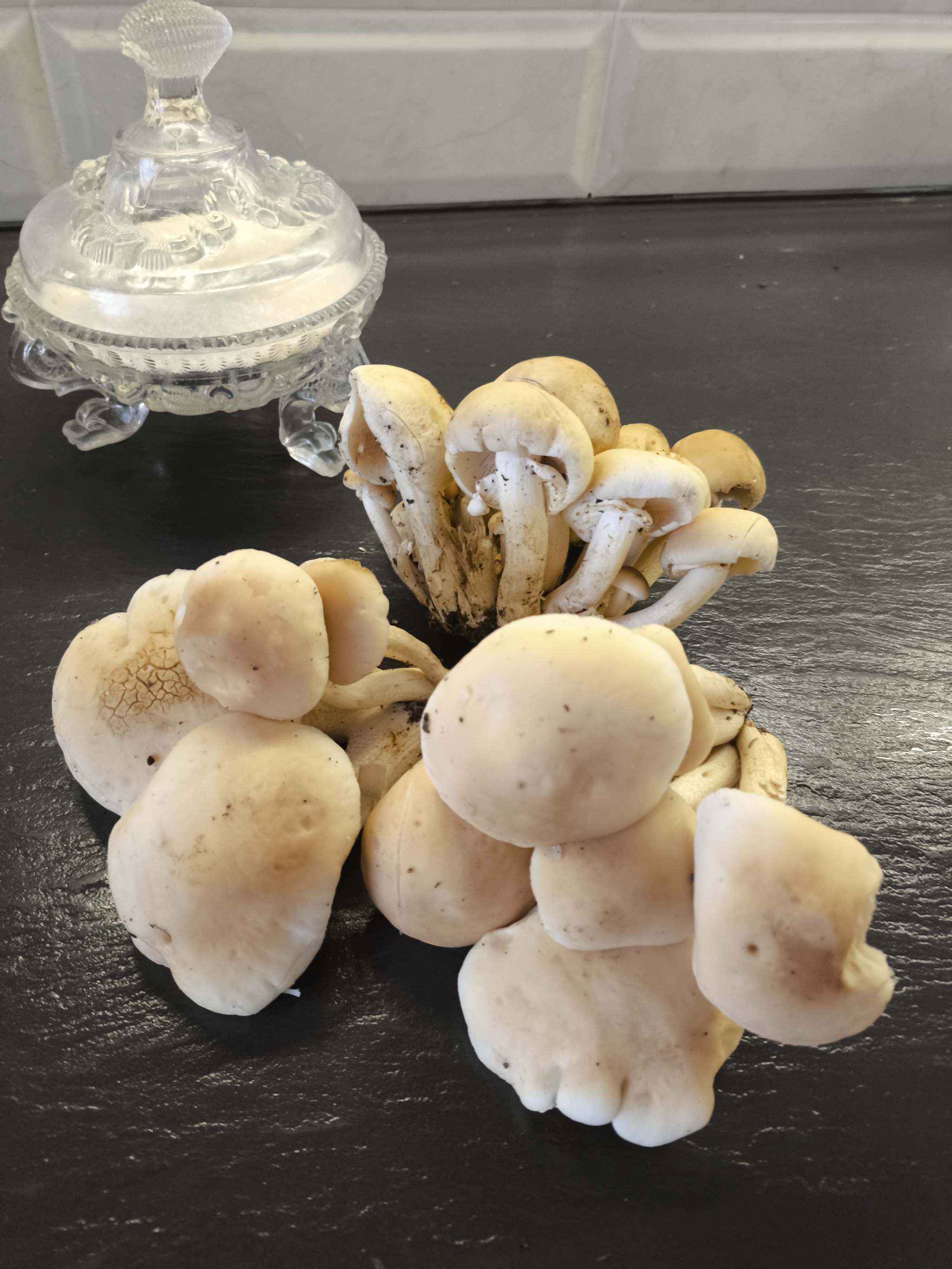 Nature continues to go crazy... - My, Mushrooms, Nature, Oddities, Abnormal weather, Longpost