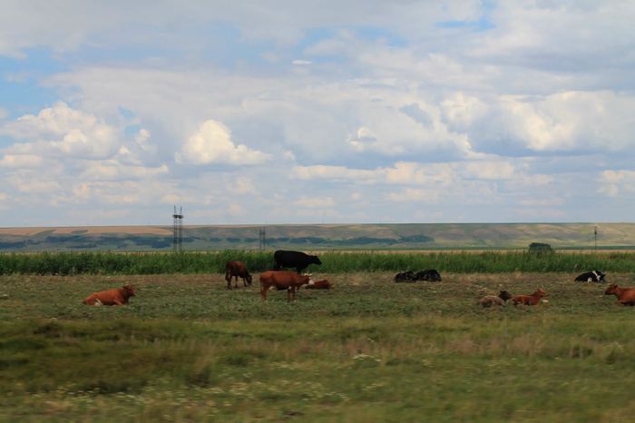 Коровья сиеста