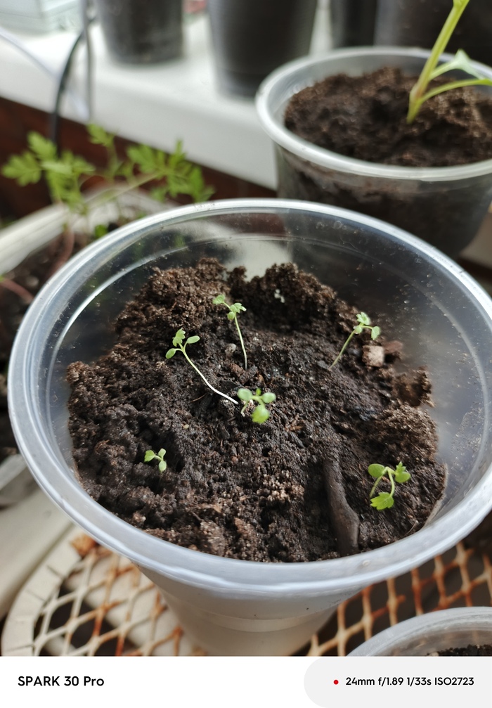   ,            &#x1F926; 