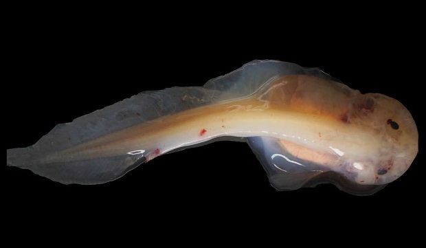 Рыба-улитка (Источник изображения: <!--noindex--><a href="https://pikabu.ru/story/psevdoliparis_kak_vyiglyadit_i_gde_obitaet_samaya_glubokovodnaya_v_mire_ryiba_12579354?u=https%3A%2F%2Fnplus1.ru%2Fnews%2F2019%2F04%2F15%2Fgenome&t=https%3A%2F%2Fnplus1.ru%2Fnews%2F2019%2F04%2F15%2Fgenome&h=6eaa1ce18acee7d438f92cb5eb3dff4a303658b4" title="https://nplus1.ru/news/2019/04/15/genome" target="_blank" rel="nofollow noopener">https://nplus1.ru/news/2019/04/15/genome</a><!--/noindex-->)