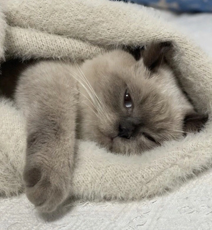      ,  "  ?" , , , , , ,  ,  