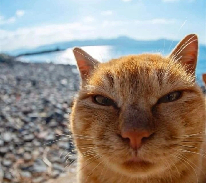 Наглая морда