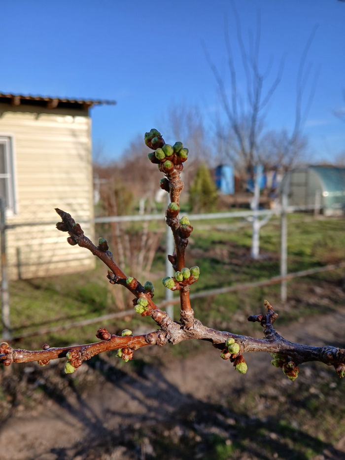 Малораспространенные, но очень полезные работы весной
