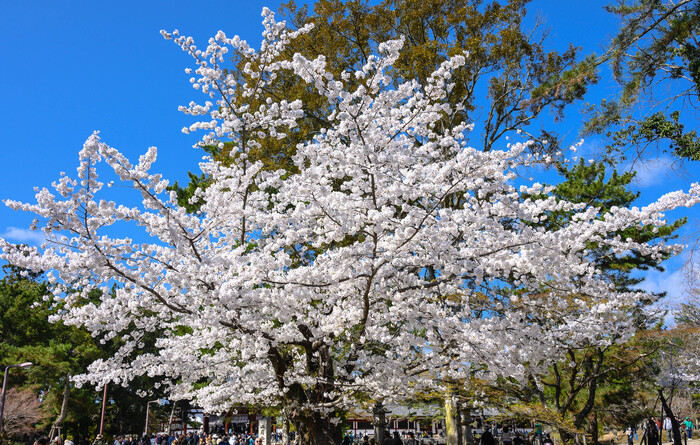        Todai-ji (, ) , , , , , 