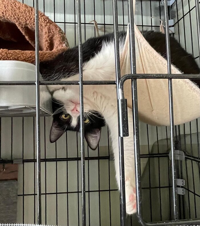 Подарите Шакшуке шанс на жизнь без клетки...