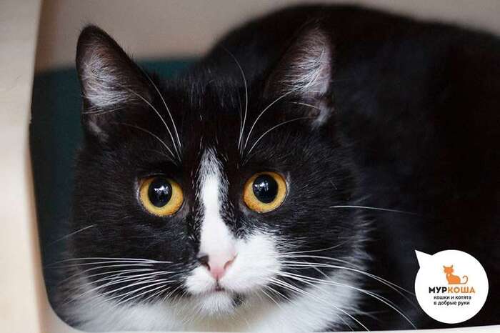 Кошка Бирочка