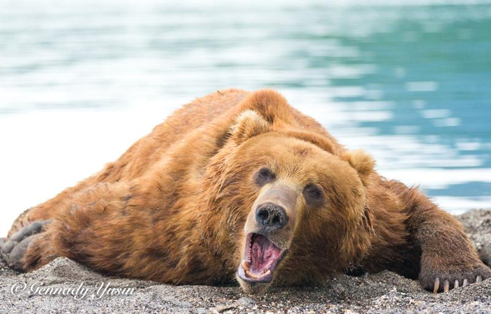 Фото: Геннадий Есин <a href="https://pikabu.ru/story/ya_lezhu_na_plyazhu_na_fotografa_glyazhu_12583984?u=https%3A%2F%2Ft.me%2Fkamchatka_bears%2F992&t=%D0%BE%D1%82%D1%81%D1%8E%D0%B4%D0%B0&h=a24cf9c4a3ed79ff373e7fd5069eeab40ba39c25" title="https://t.me/kamchatka_bears/992" target="_blank" rel="nofollow noopener">отсюда</a>