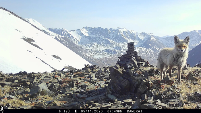   ( Vulpes vulpes )     .       , ,     .