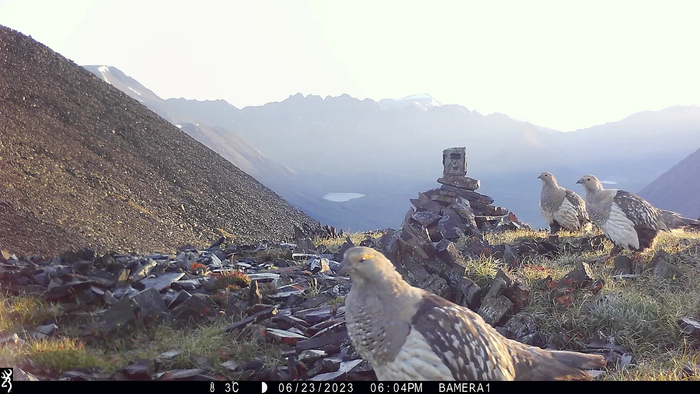      ,     , ,  ,     ,          .