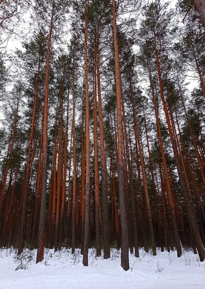 ������������� ����� ������ ���� ������. ����: ���� ��������