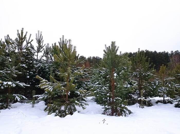 ������������� ����� ������ ���� ������. ����: ���� ��������