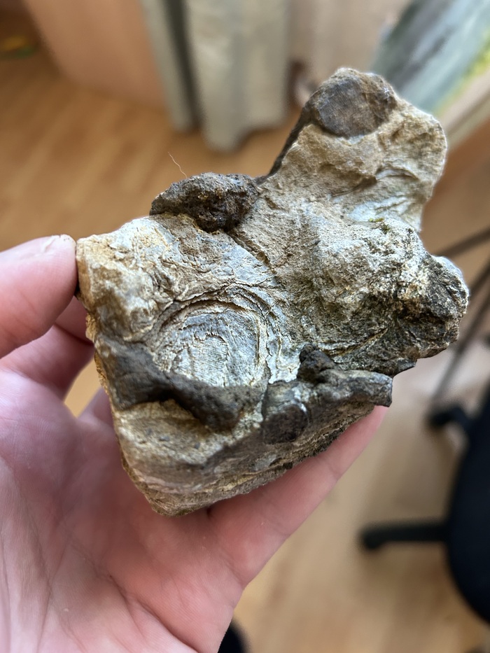 Брахиоподы с вкраплениями окаменелого дерева.